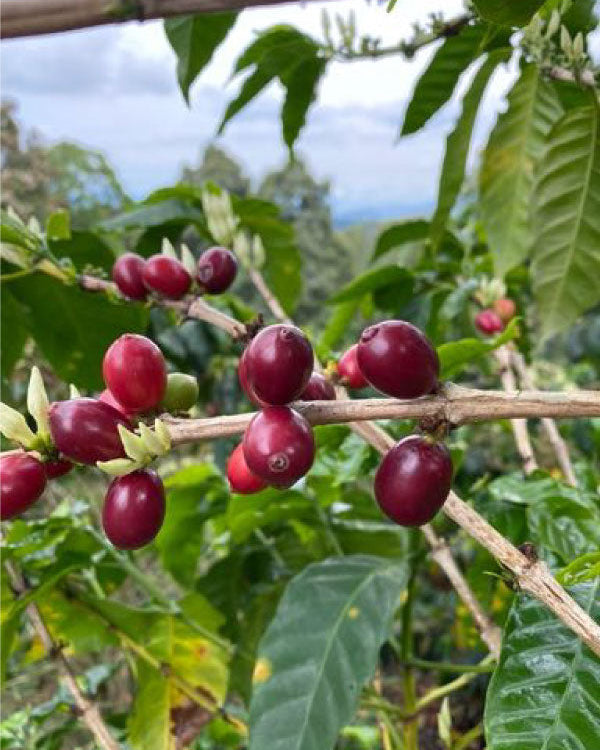 Pacamara (bold, fruit-forward, intense)